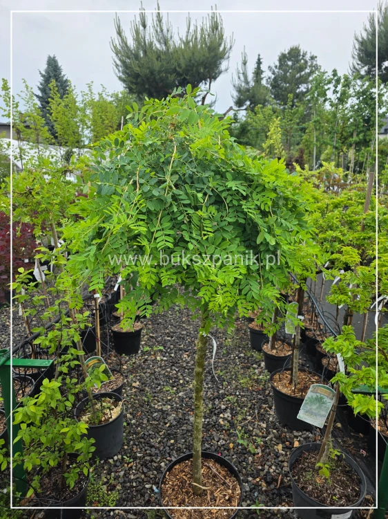 Karagana syberyjska- Caragana arborescens Pendula ob. 8-10cm