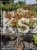 Głogownik Red Robin Pa90-120cm - Photinia fraseri