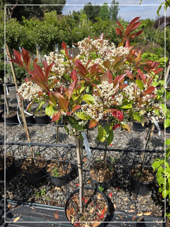 Głogownik Red Robin Pa90-120cm - Photinia fraseri
