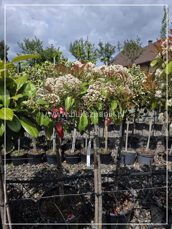 Głogownik Red Robin Pa90-120cm - Photinia fraseri