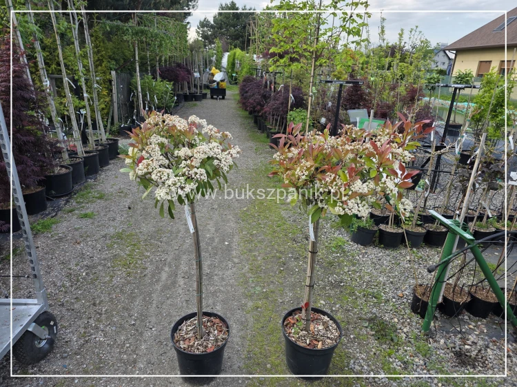 Głogownik Red Robin Pa90-120cm - Photinia fraseri