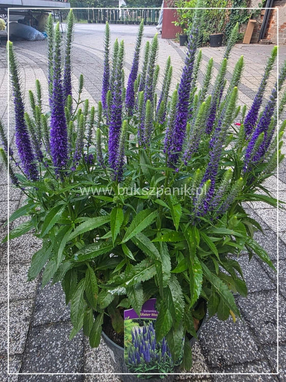 Przetacznik Kłosowy Ulster Blue Dwarf- Veronica spicata
