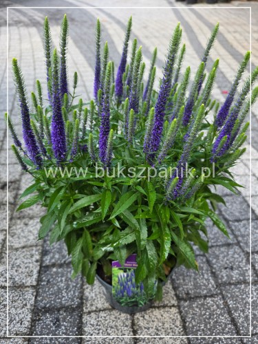 Przetacznik Kłosowy Ulster Blue Dwarf- Veronica spicata
