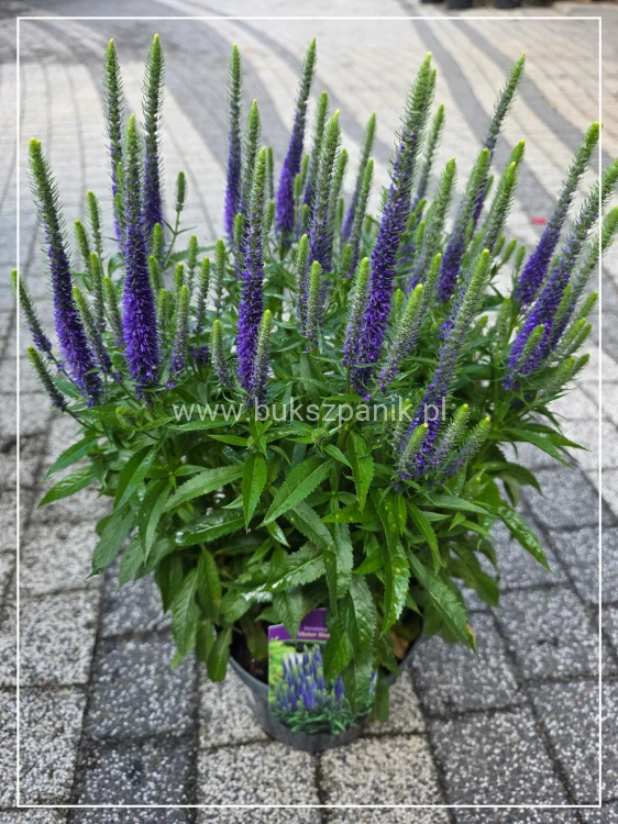 Przetacznik Kłosowy Ulster Blue Dwarf- Veronica spicata