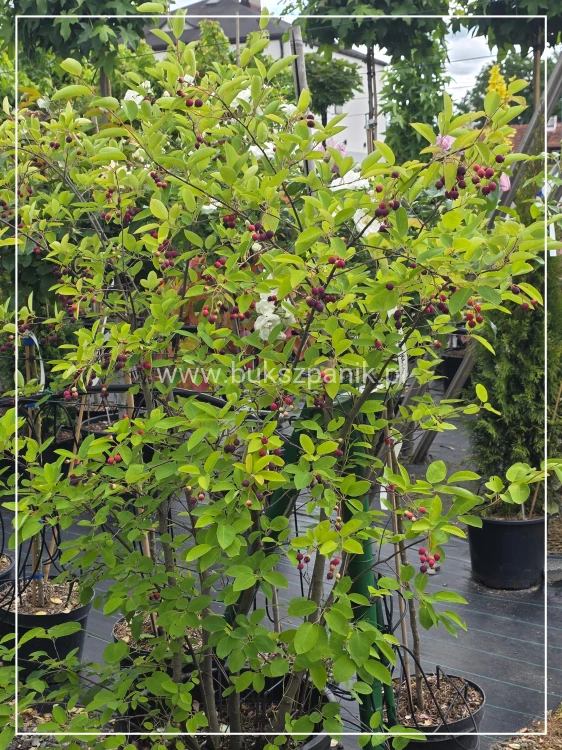 Świdośliwa olcholistna- Amelanchier alnifolia "Smoky" C35