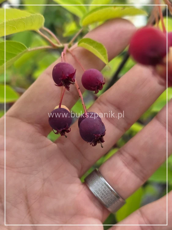 Świdośliwa olcholistna- Amelanchier alnifolia "Smoky" C35