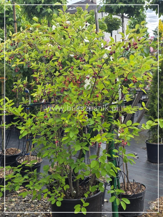 Świdośliwa olcholistna- Amelanchier alnifolia "Smoky" C35