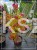 Judaszowiec kanadyjski Eternal Flame - 25l Cercis canadensis 210cm