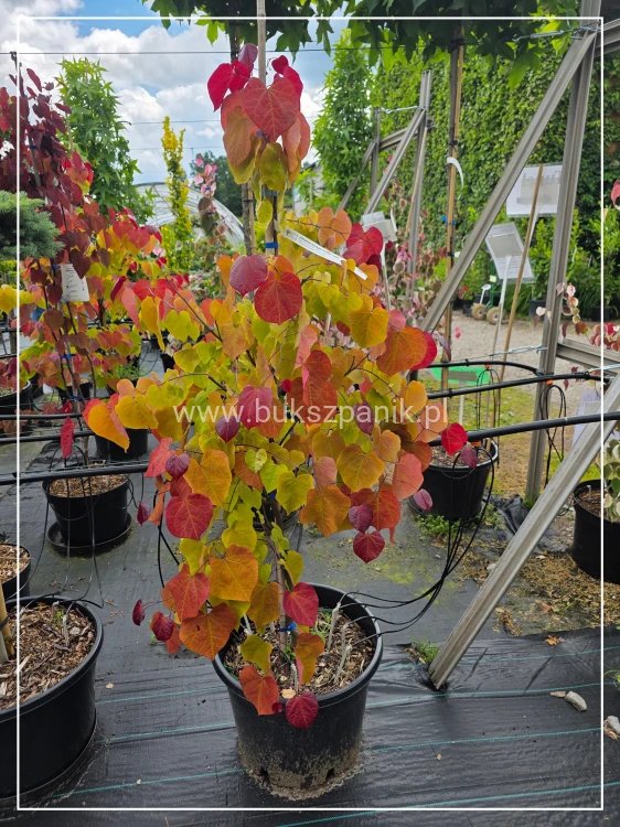 Judaszowiec kanadyjski Eternal Flame - 25l Cercis canadensis 210cm