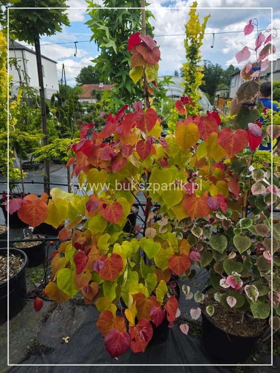 Judaszowiec kanadyjski Eternal Flame - 25l Cercis canadensis 210cm
