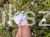 Floks White delight - Phlox subulata - Amazing grace