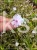 Floks White delight - Phlox subulata - Amazing grace