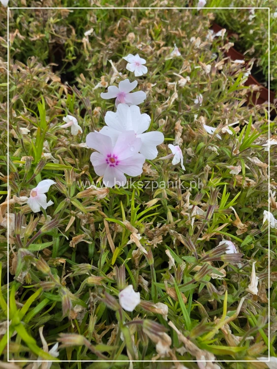 Floks White delight - Phlox subulata - Amazing grace
