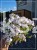 Floks White delight - Phlox subulata - Amazing grace