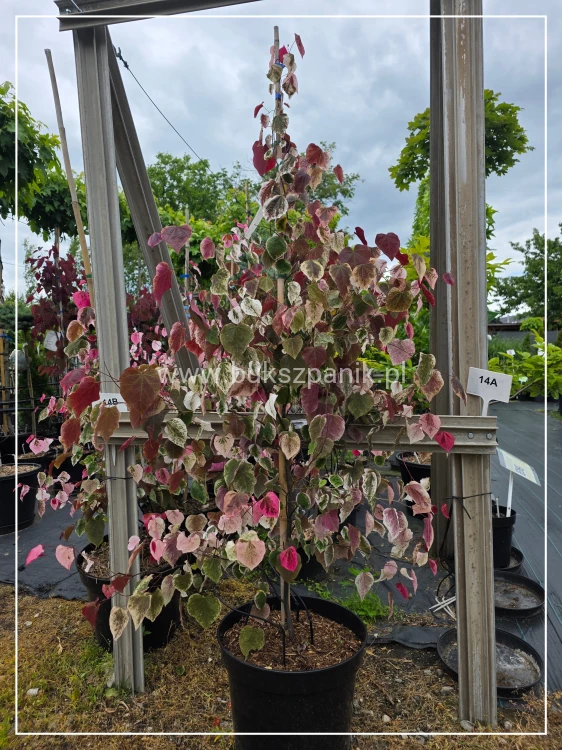 1000092607.jpg