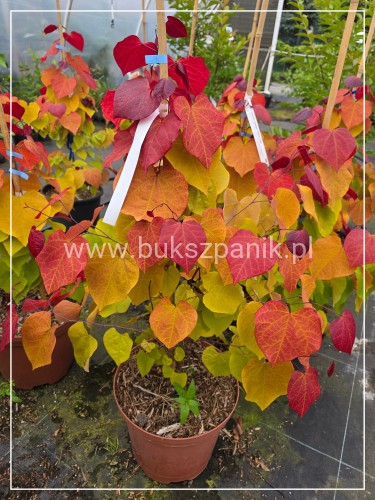 Judaszowiec kanadyjski Eternal Flame - Cercis canadensis C5, h:100-130cm