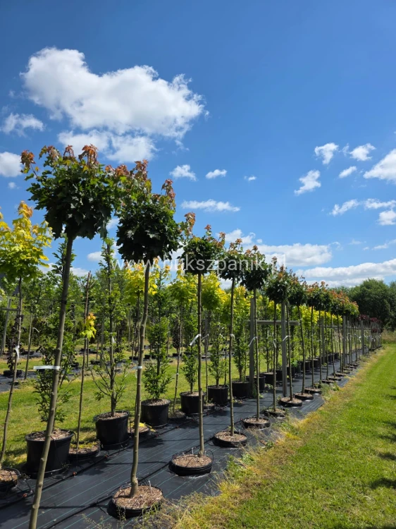 Klon pospolity GLOBOSUM- Acer platanoides PA 220cm, ob. 10-12 cm