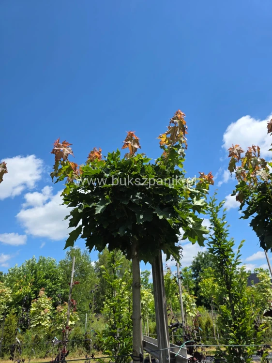 Klon pospolity GLOBOSUM- Acer platanoides PA 220cm, ob. 10-12 cm