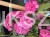 IMG_7175.jpeg