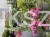 IMG_7259.jpeg