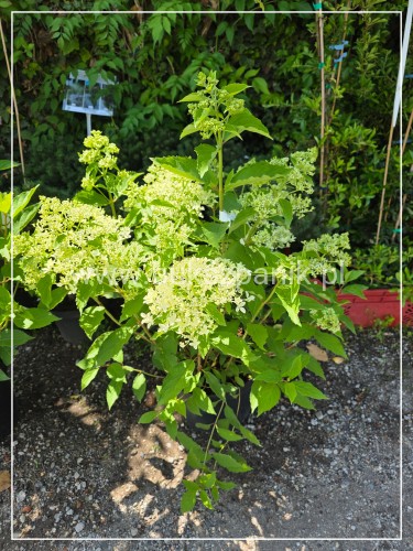 Hortensja bukietowa Magical Lime