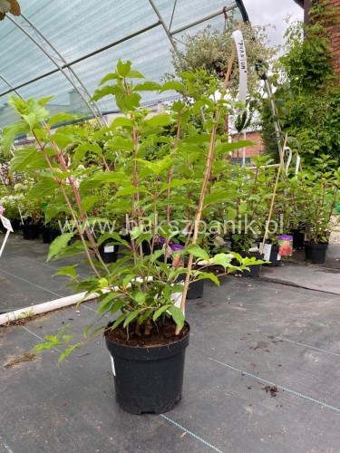 Hortensja bukietowa "PHANTOM" -Hydrangea paniculata C5l
