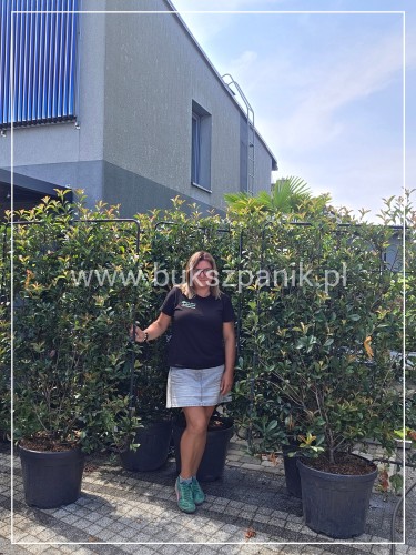Głogownik Compacta -- Photinia fraseri EKRAN 120szerokosci x 150 cm wysokości