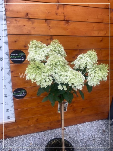 Hortensja bukietowa BOBO na PNIU PA 60cm - Hydrangea paniculata