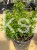 IMG_7625.jpeg