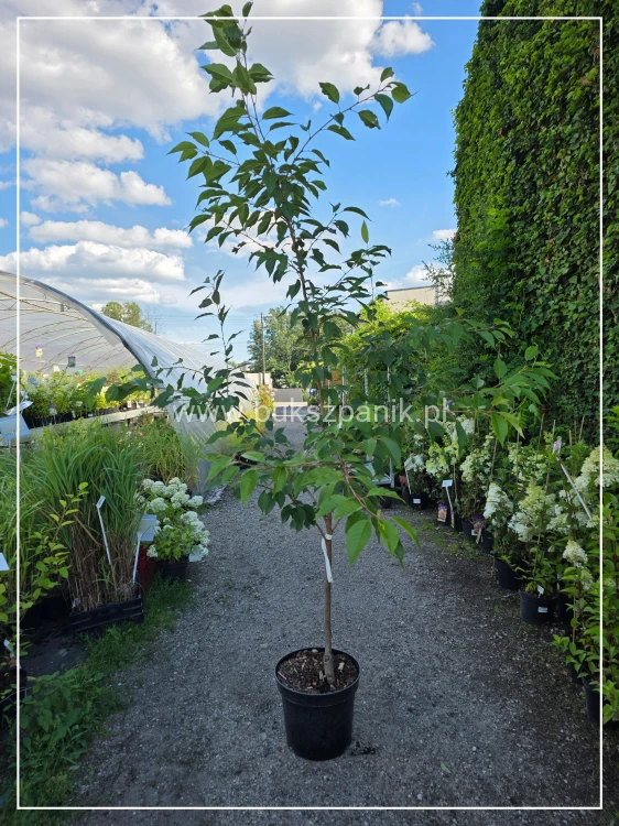 Wiśnia piłkowana Kanzan - prunus serrulata FN Wys. 2m