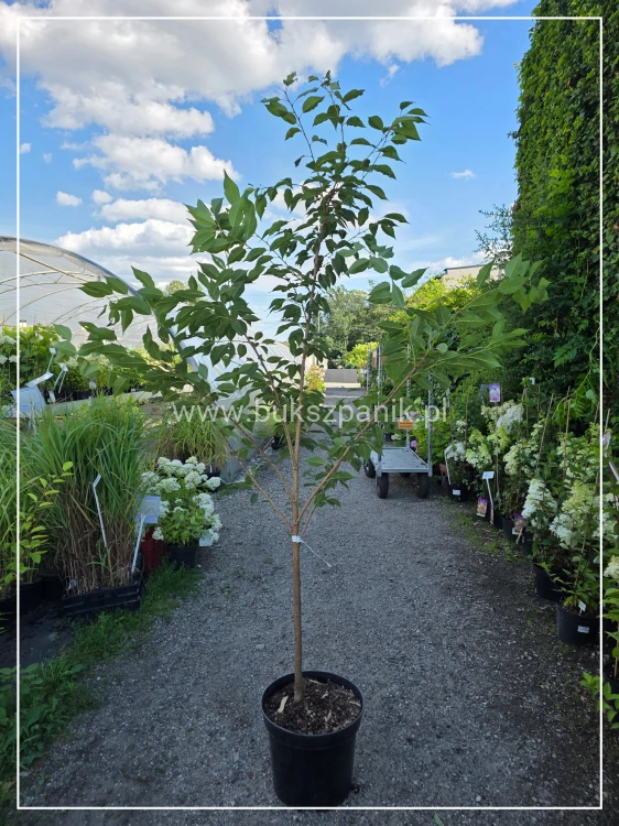Wiśnia piłkowana Kanzan - prunus serrulata FN Wys. 2m