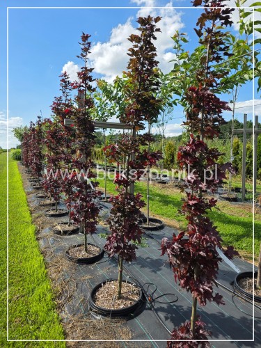 Klon pospolity Crimson Sentry 6-8 cm h:2,5m - Acer platanoides