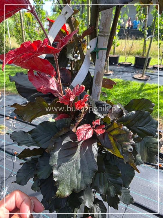 Buk pospolity Black Swan - Fagus sylvatica 'Czarny Łabędź ob 6-8cm h:2,5m