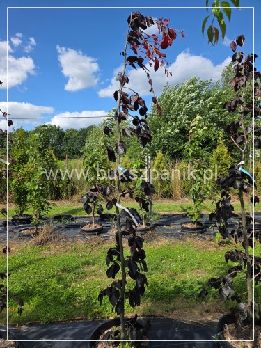 Buk pospolity Black Swan - Fagus sylvatica 'Czarny Łabędź ob 6-8cm h:2,5m