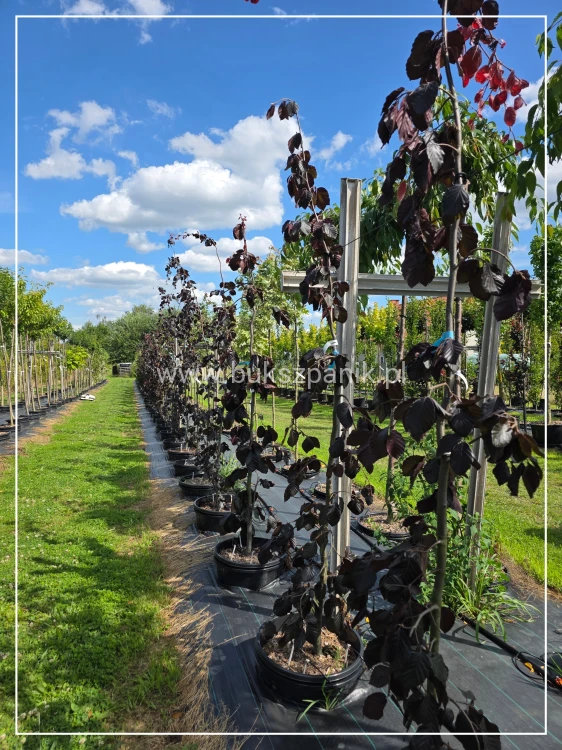 Buk pospolity Black Swan - Fagus sylvatica 'Czarny Łabędź ob 6-8cm h:2,5m