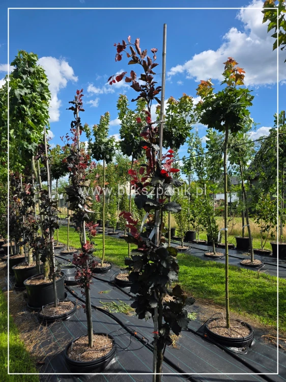 Buk pospolity Black Swan - Fagus sylvatica 'Czarny Łabędź ob 6-8cm h:2,5m