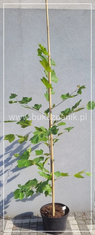 Platan klonolistny Platanus ×hispanica wys 200cm