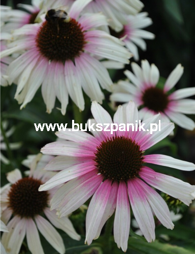 Jeżówka 'Pink Eye' (Echinacea)
