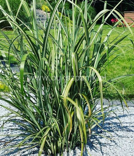 Miskant chiński Cabaret- Miscanthus sinensis C5l