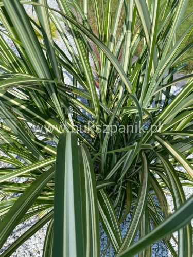 Miskant chiński Cabaret- Miscanthus sinensis C5l