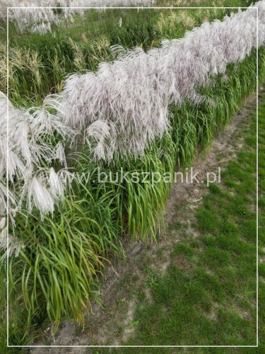 Miskant chiński MEMORY - Miscanthus sinensis