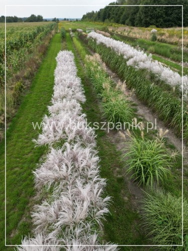Miskant chiński MEMORY - Miscanthus sinensis