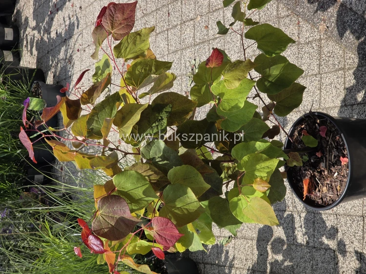 Judaszowiec kanadyjski Hearts A'Fire- Cercis canadensis