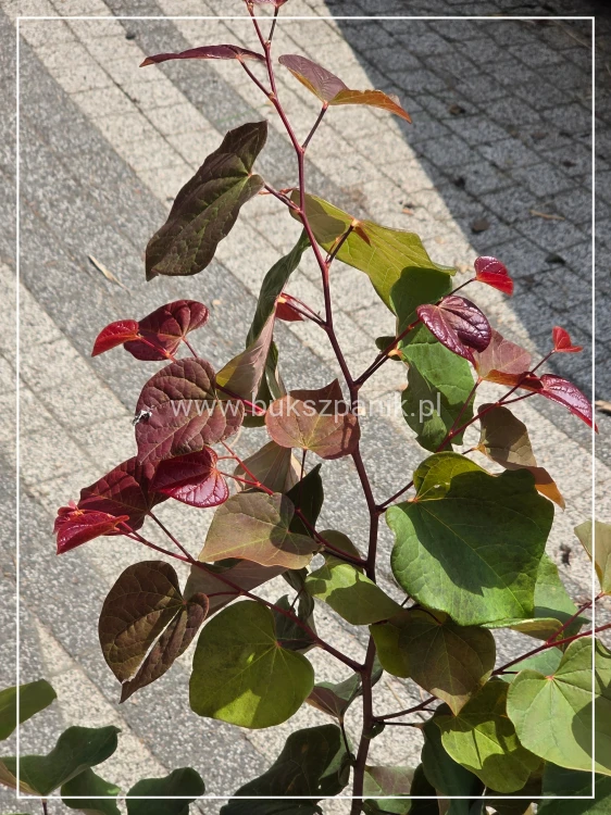 Judaszowiec kanadyjski Hearts A'Fire- Cercis canadensis