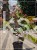 Judaszowiec kanadyjski Hearts A'Fire- Cercis canadensis
