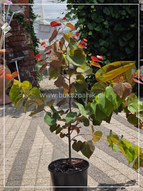 Judaszowiec kanadyjski Hearts A'Fire- Cercis canadensis