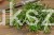 Rozmaryn lekarski duża rozkrzewiona sadzonka- Rosmarino