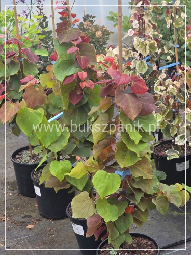 Judaszowiec kanadyjski Hearts A'Fire- Cercis canadensis