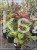 Judaszowiec kanadyjski Hearts A'Fire- Cercis canadensis