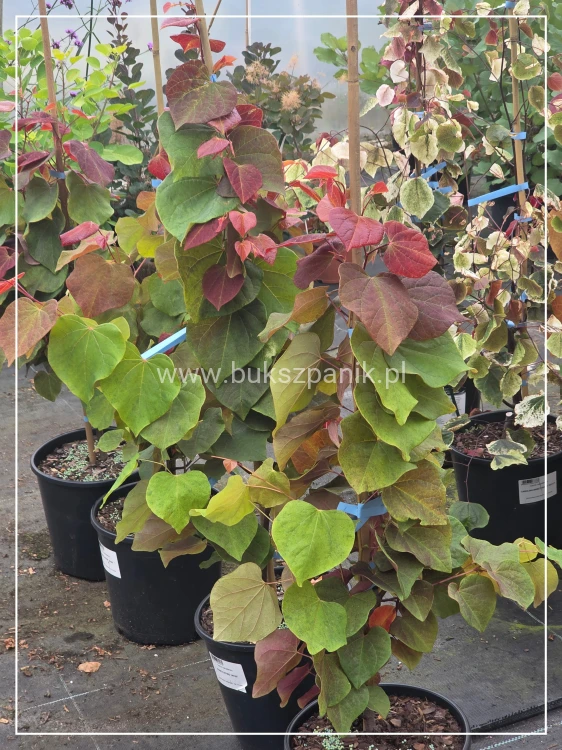 Judaszowiec kanadyjski Hearts A'Fire- Cercis canadensis